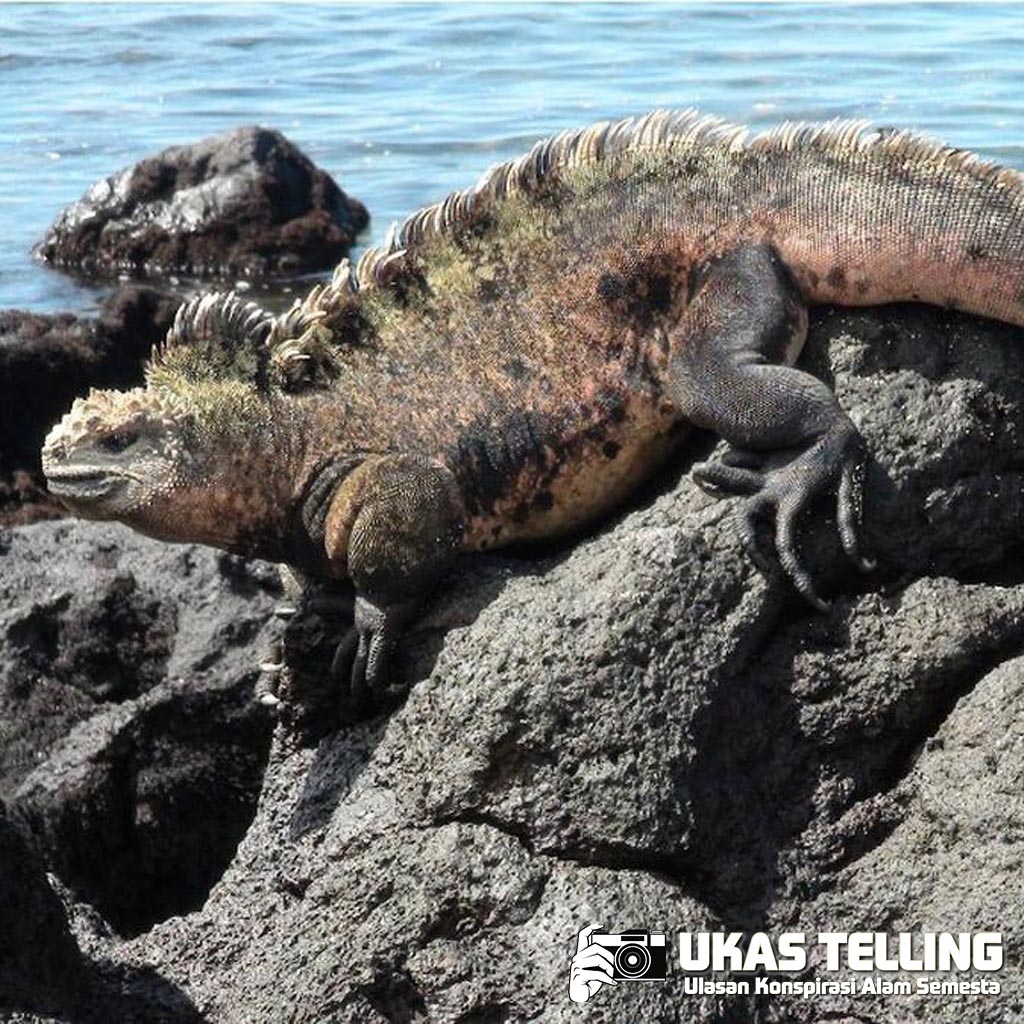 Dari Layar Lebar ke Dunia Nyata: Kisah Penemuan Godzilla Purba!