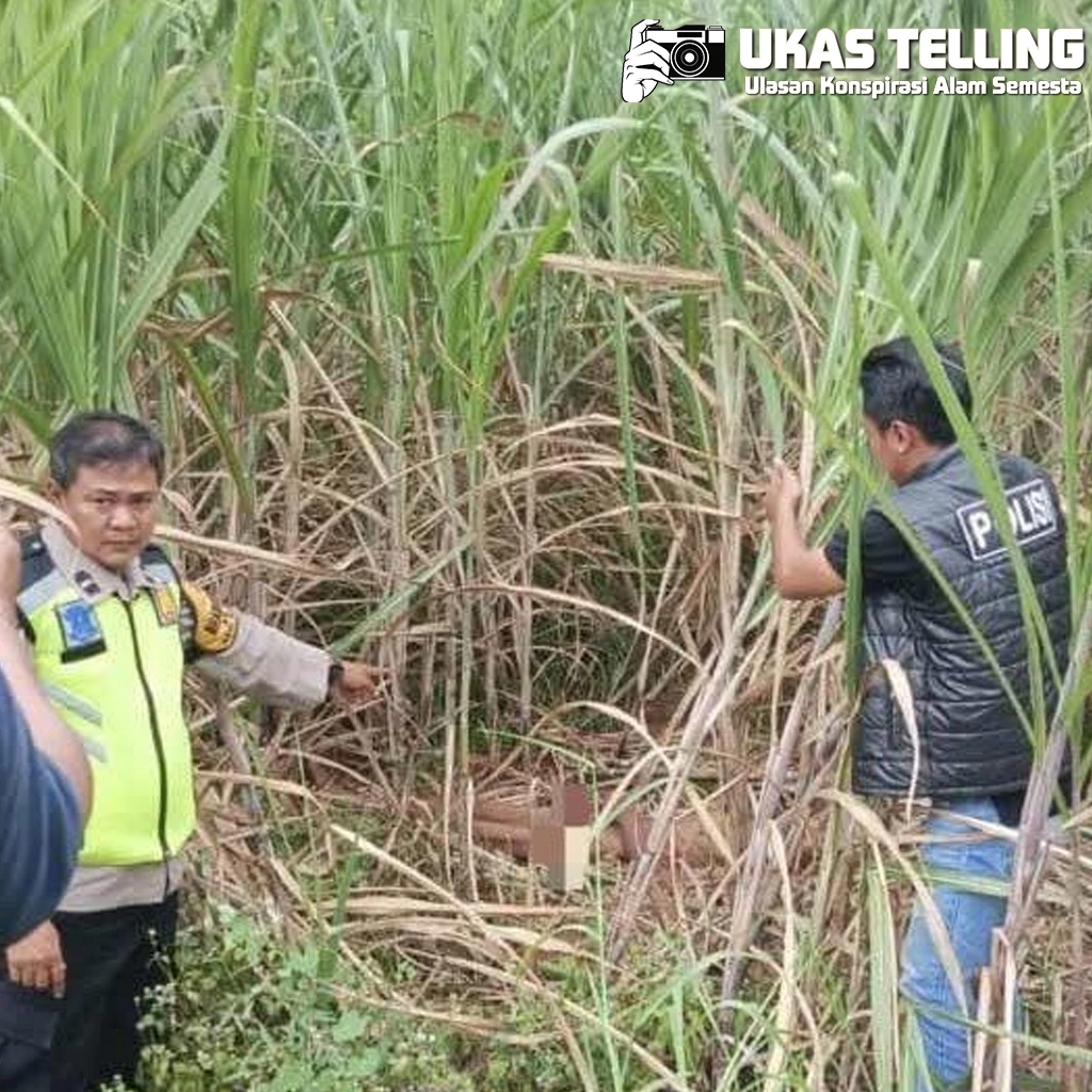 Mayat di Kebun Tebu Belakang PT Kanindo Makmur Jaya