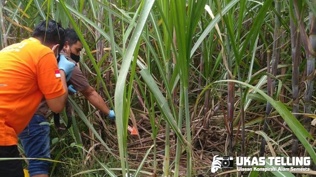 Mayat di Kebun Tebu Belakang PT Kanindo Makmur Jaya